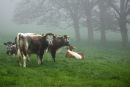 Longhorns 1